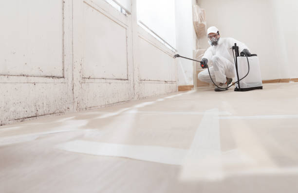 Black mold remediation team in Saugus